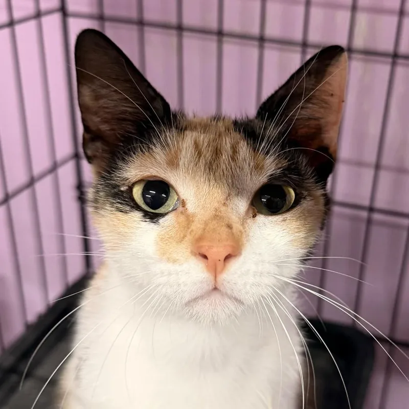 Maybe It's Maybelline thumbnail 6