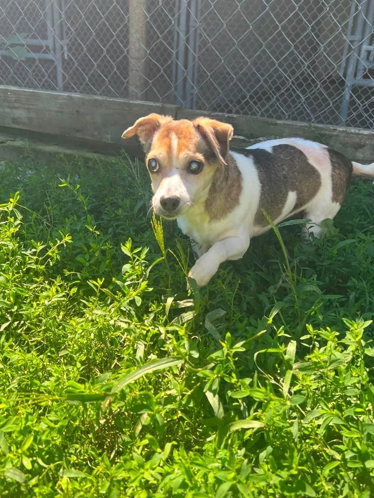 A senior small-sized female Jack Russell Terrier dog named Jezabelle for adoption in Ogdensburg, NY