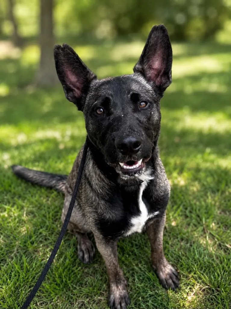 Shep