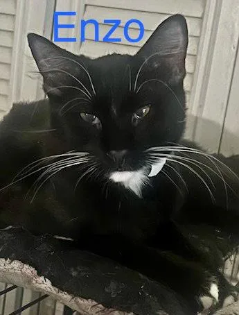 A baby medium-sized male Domestic Short Hair cat named Enzo for adoption in Glendale, AZ