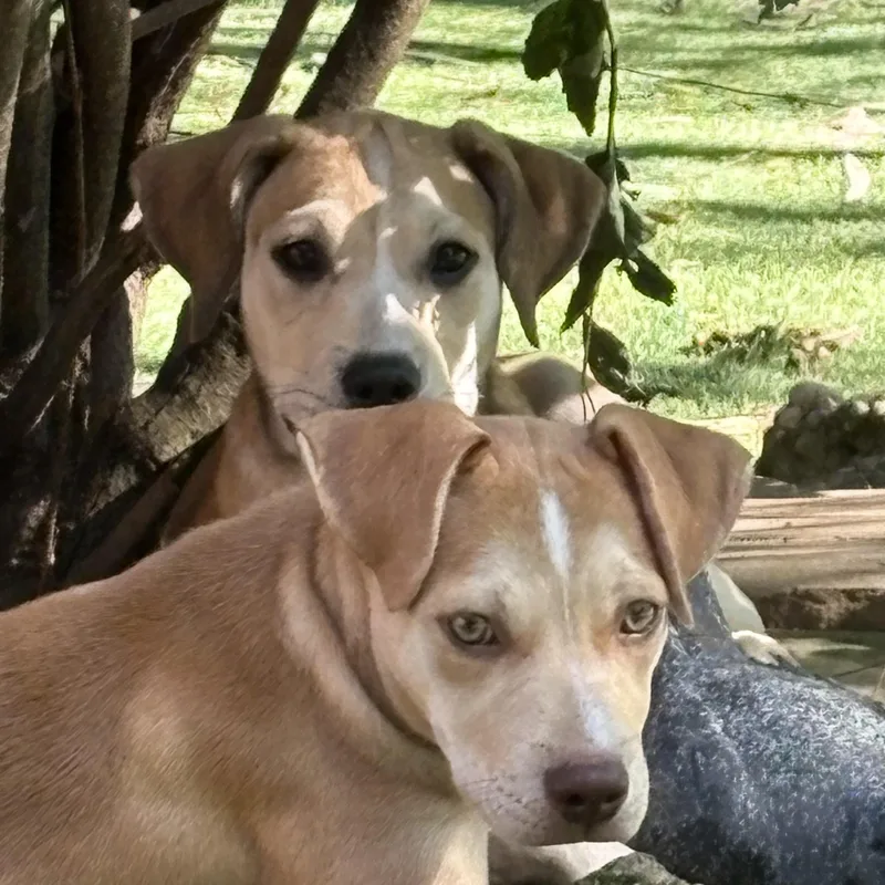 A baby medium-sized female Apricot / Beige Yellow Labrador Retriever dog named Luna for adoption in Cincinnati, OH