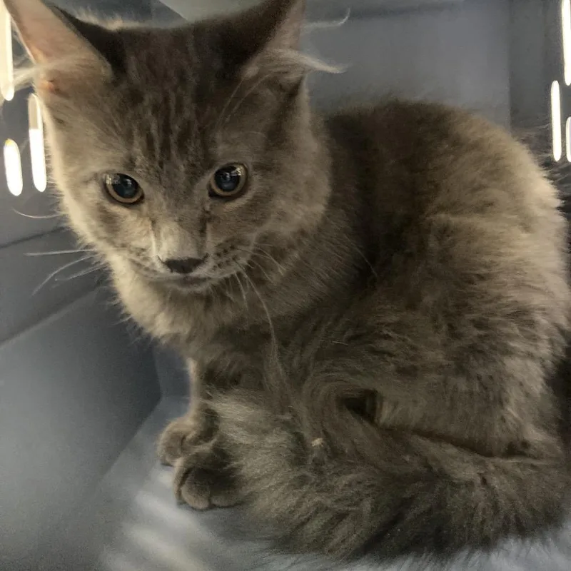 A baby medium-sized male Gray / Blue / Silver Domestic Short Hair cat named Mj for adoption in Galveston, TX