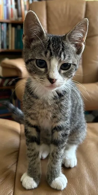 A young medium-sized male Brown / Chocolate Domestic Short Hair cat named Dylan for adoption in Fort Collins, CO