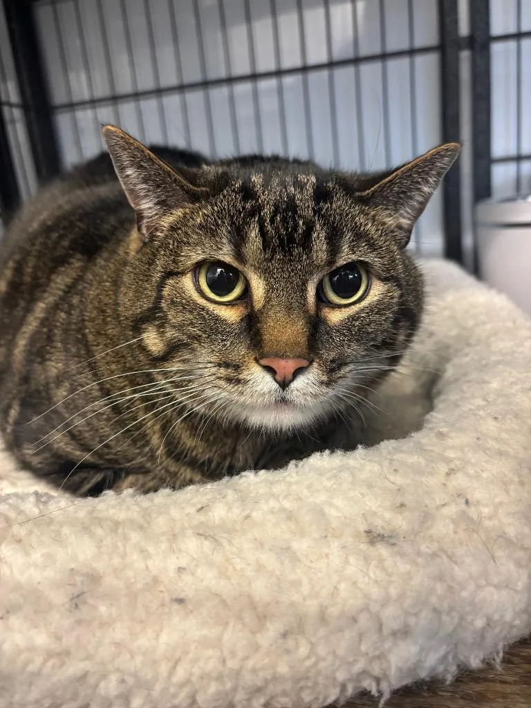 A senior large-sized male Domestic Short Hair cat named Chester for adoption in Algona, IA
