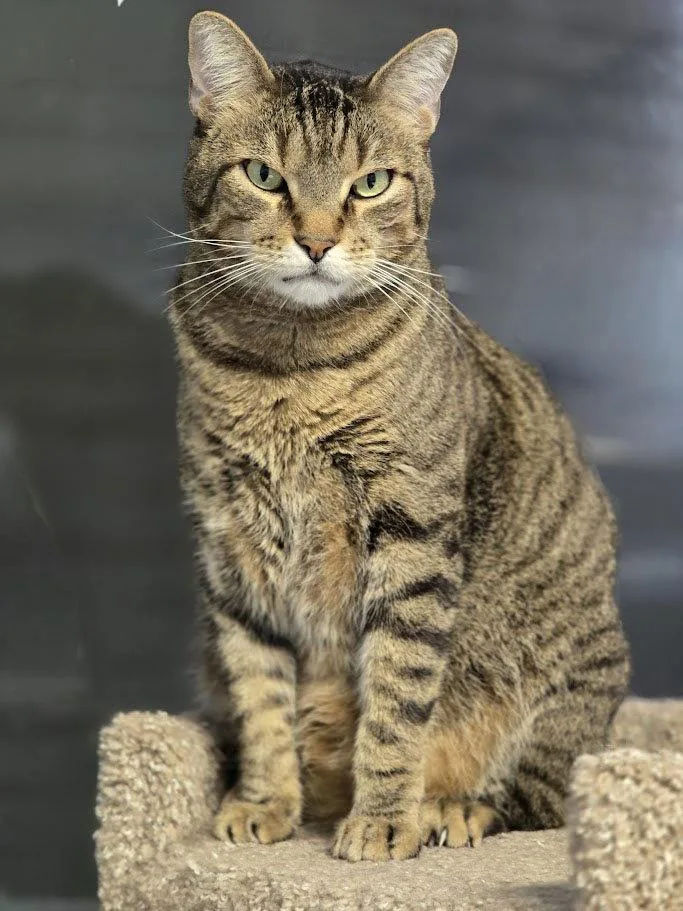 An adult large-sized male American Shorthair cat named Rupert for adoption in Plano, TX