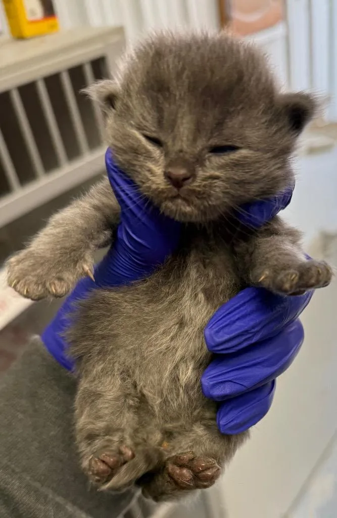A baby small-sized male Domestic Short Hair cat named Steel for adoption in Greencastle, IN