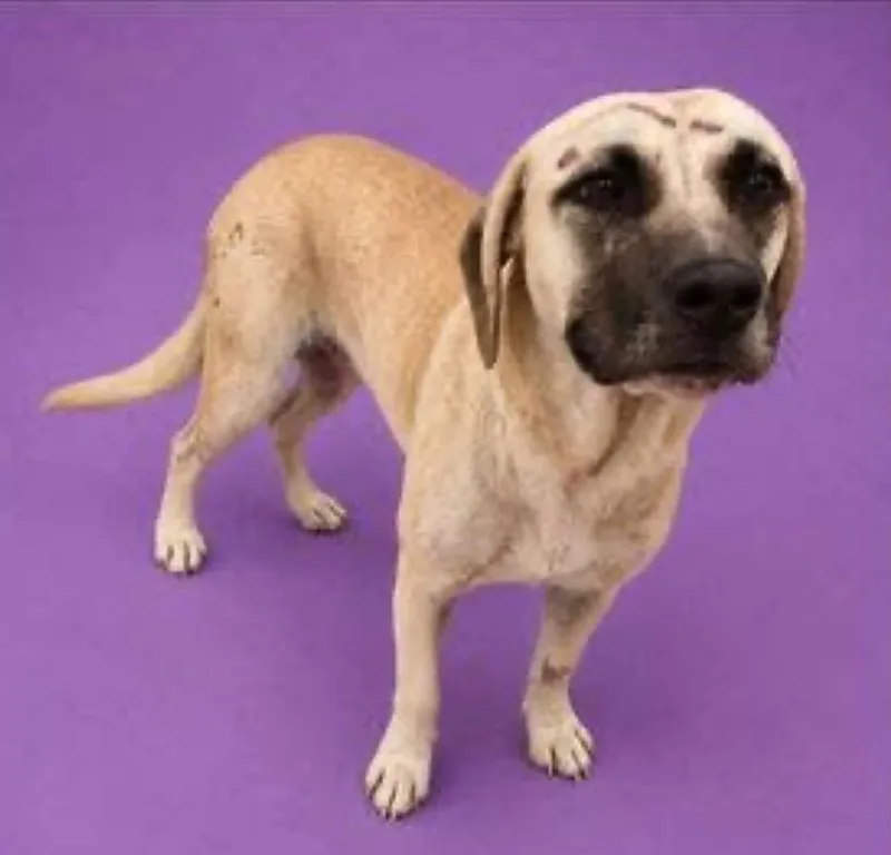 A young medium-sized female Mixed Breed dog named Zyla aka Ursula for adoption in Charlotte, MI
