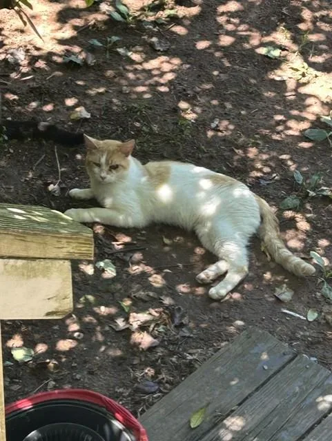 An adult medium-sized male Domestic Short Hair cat named Jam for adoption in Statesville, NC