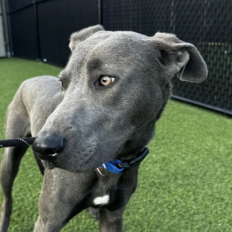 An adult medium-sized female Gray / Blue / Silver Mixed Breed dog named Inez for adoption in Washington Township, OH