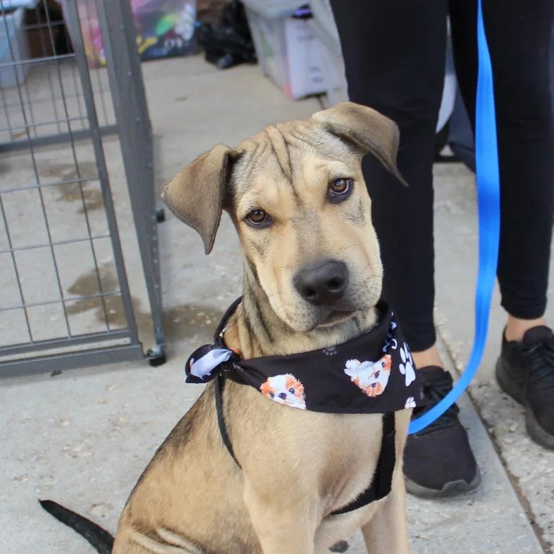 Lennoxjack thumbnail 2