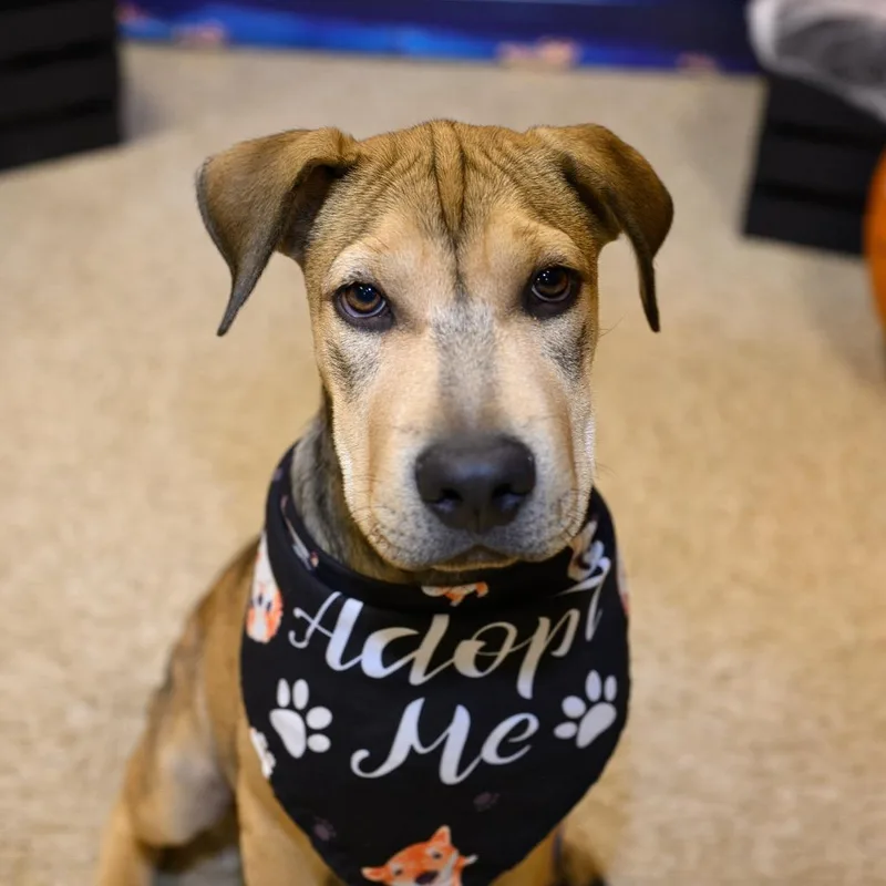 Lennoxjack thumbnail 3