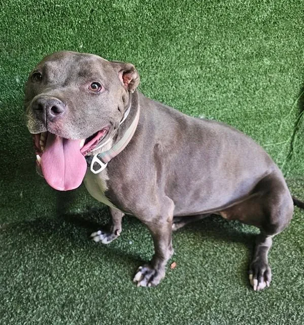 An adult large-sized female Pit Bull Terrier dog named Penny for adoption in Lancaster, CA