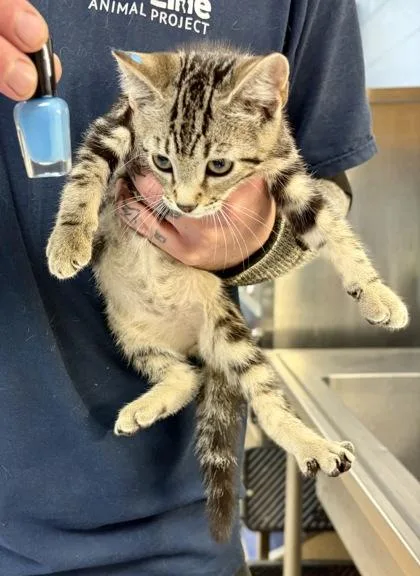 A baby small-sized male Domestic Short Hair cat named Bibb for adoption in Chamblee, GA