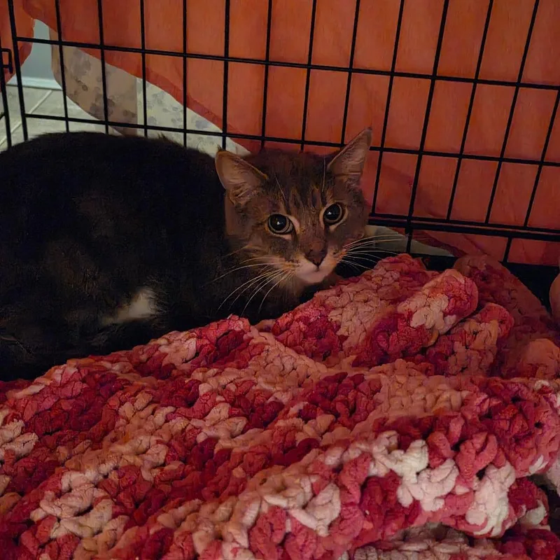 An adult medium-sized male Black Domestic Short Hair cat named Tux for adoption in Glenfield, NY
