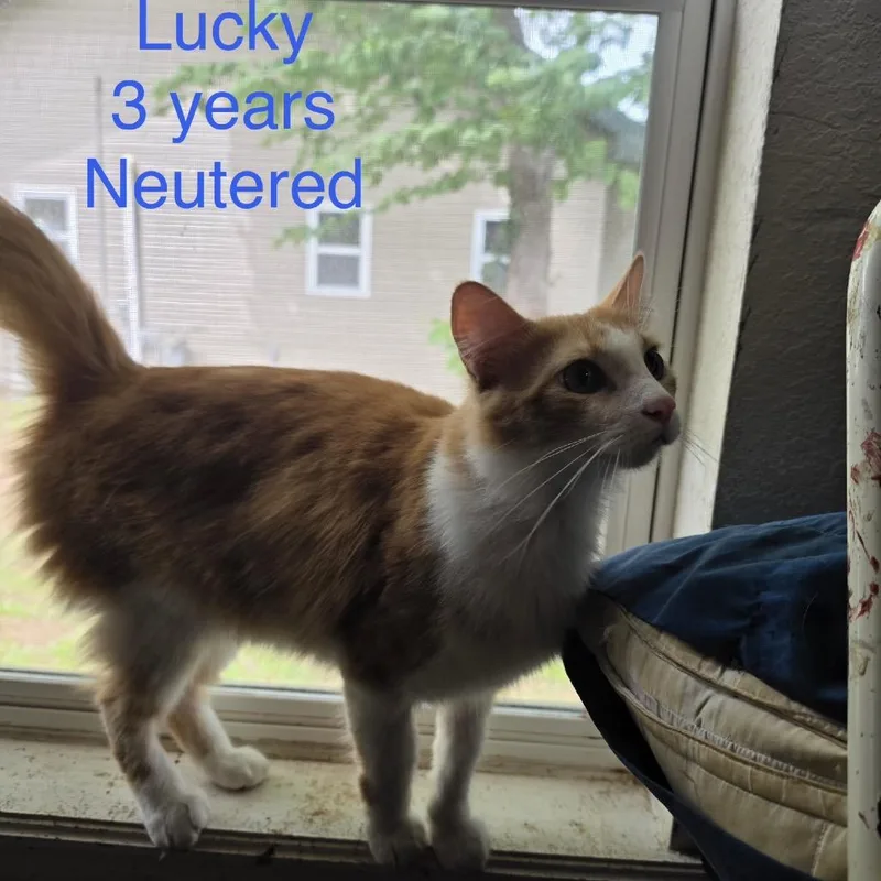 Lucky