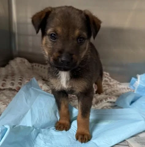 A baby small-sized female German Shepherd Dog dog named Roxanne for adoption in Los Angeles, CA