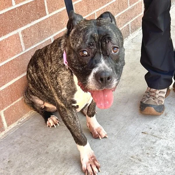 An adult large-sized female Cane Corso dog named Princess Xara Ophelia for adoption in Sioux City, IA
