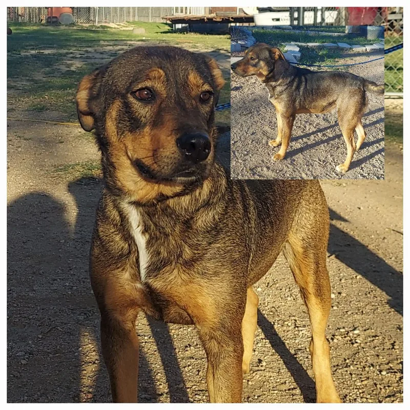 A young medium-sized female Mixed Breed dog named Bernadine for adoption in Denison, TX