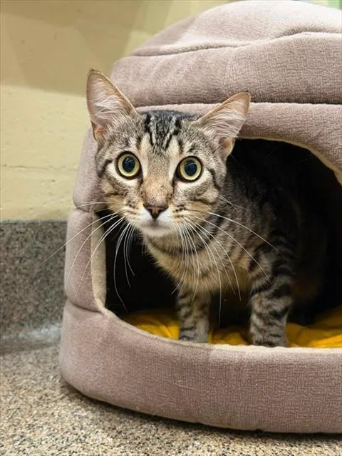 A young small-sized male Domestic Short Hair cat named Zeke for adoption in Fort Myers, FL