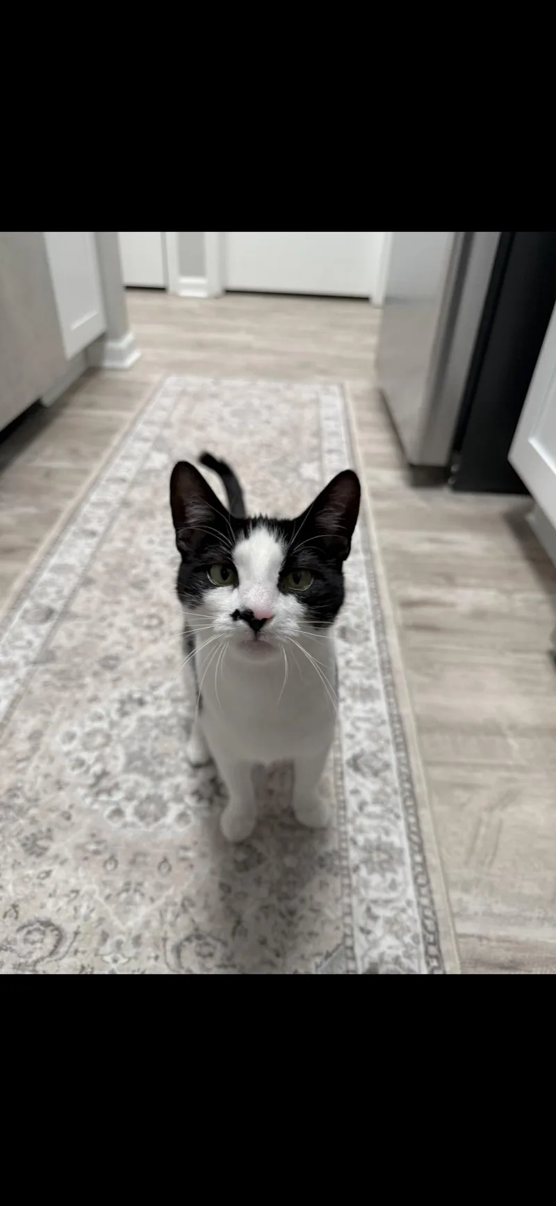 A young medium-sized female Domestic Short Hair cat named Ella Biscuit for adoption in Canton, CT