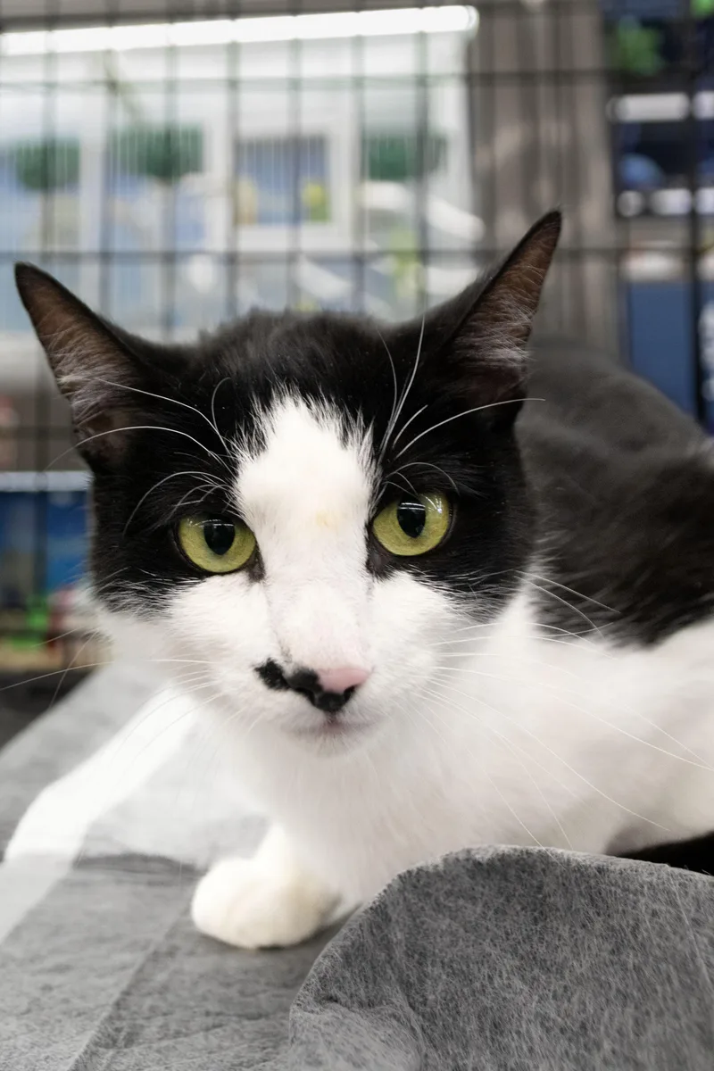 Ella Biscuit thumbnail 2