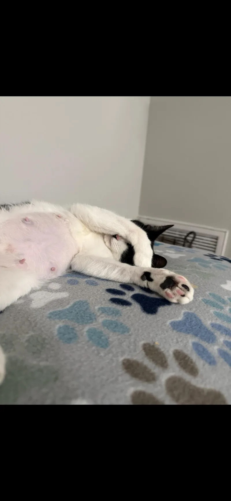 Ella Biscuit thumbnail 3