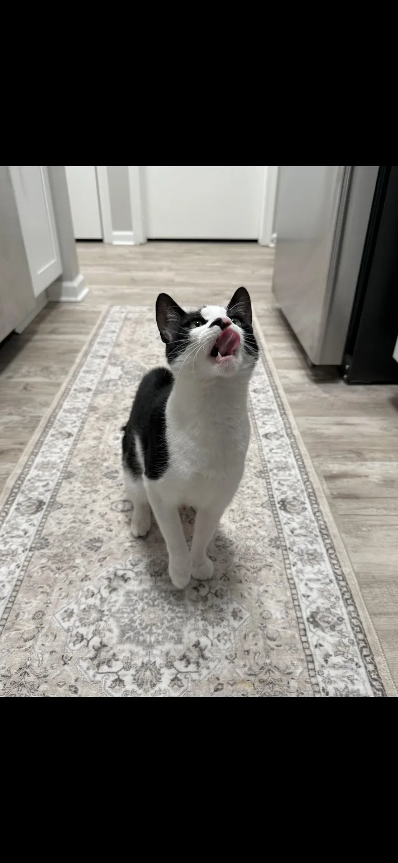 Ella Biscuit thumbnail 4