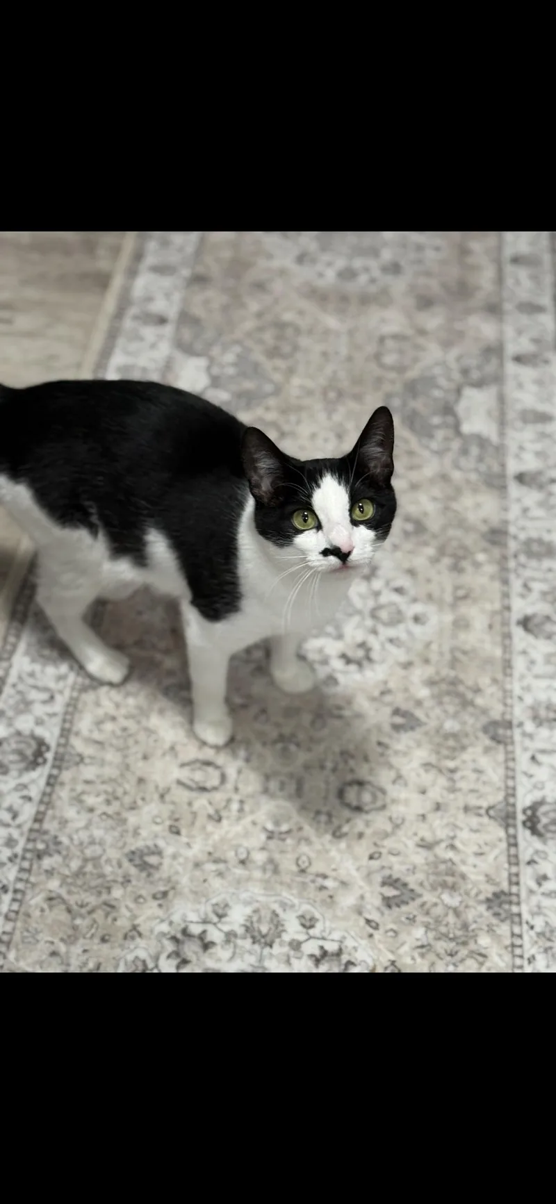 Ella Biscuit thumbnail 5