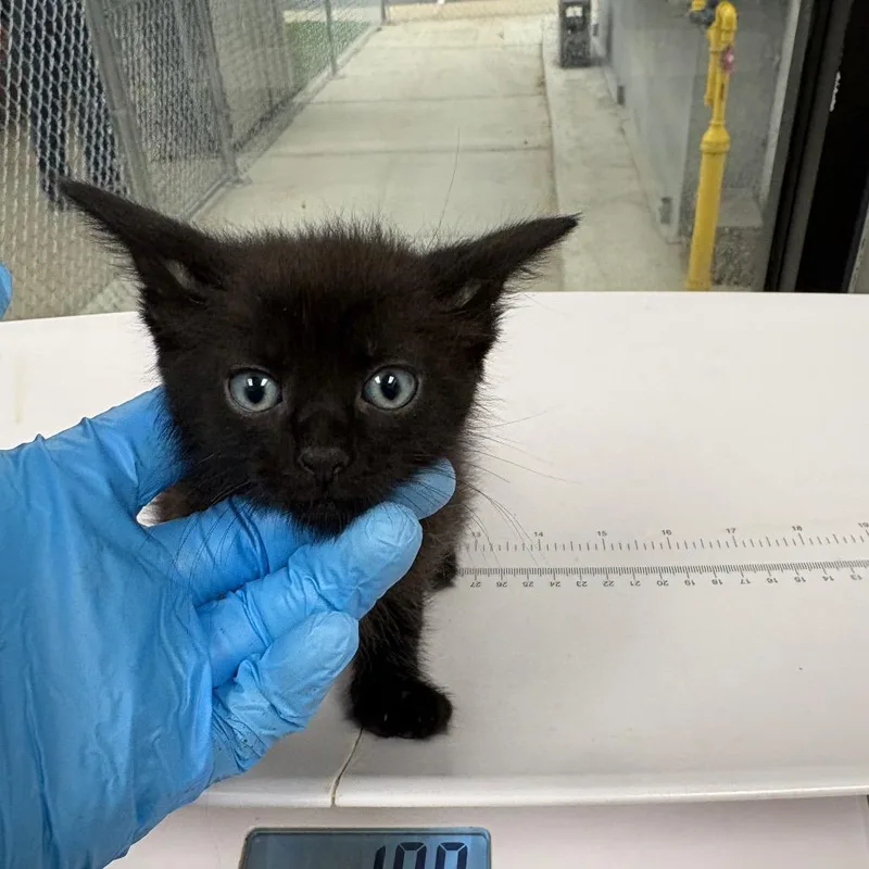 A baby small-sized female Black Domestic Short Hair cat named Cassidy for adoption in Columbiana, AL