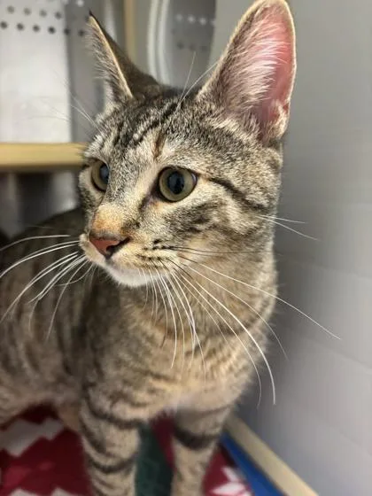A young small-sized female Domestic Short Hair cat named Sparrow for adoption in Pendleton, OR