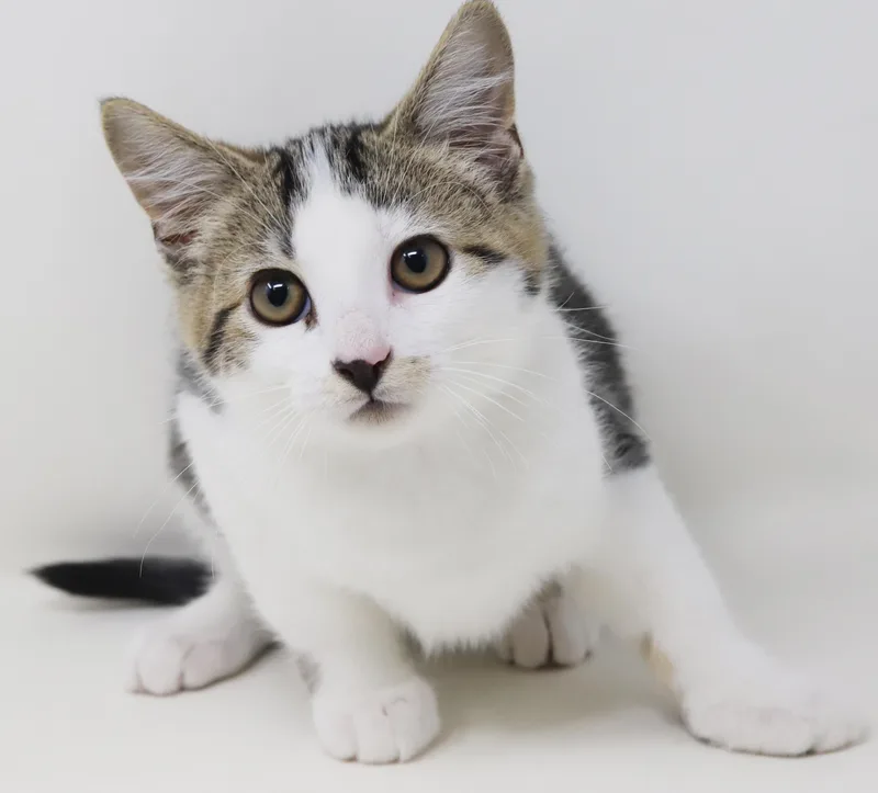 A baby small-sized male Tabby (Brown / Chocolate) Bengal cat named Thomas  Tiny bengal for adoption in Bedford Hills, NY
