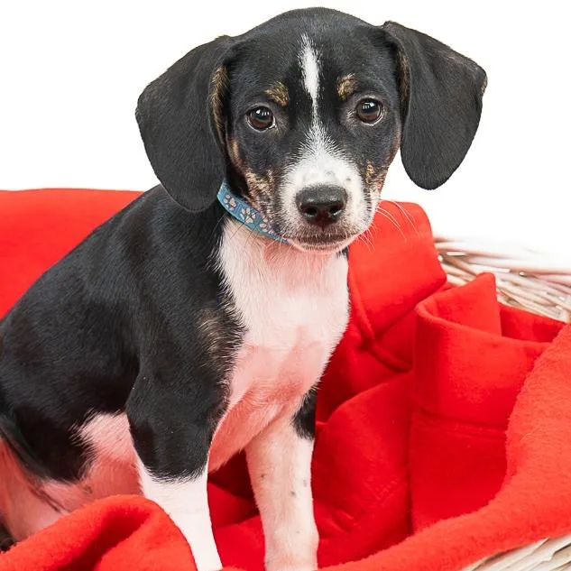 A baby small-sized male Black Terrier dog named Connor Harris D for adoption in Princeton, MN