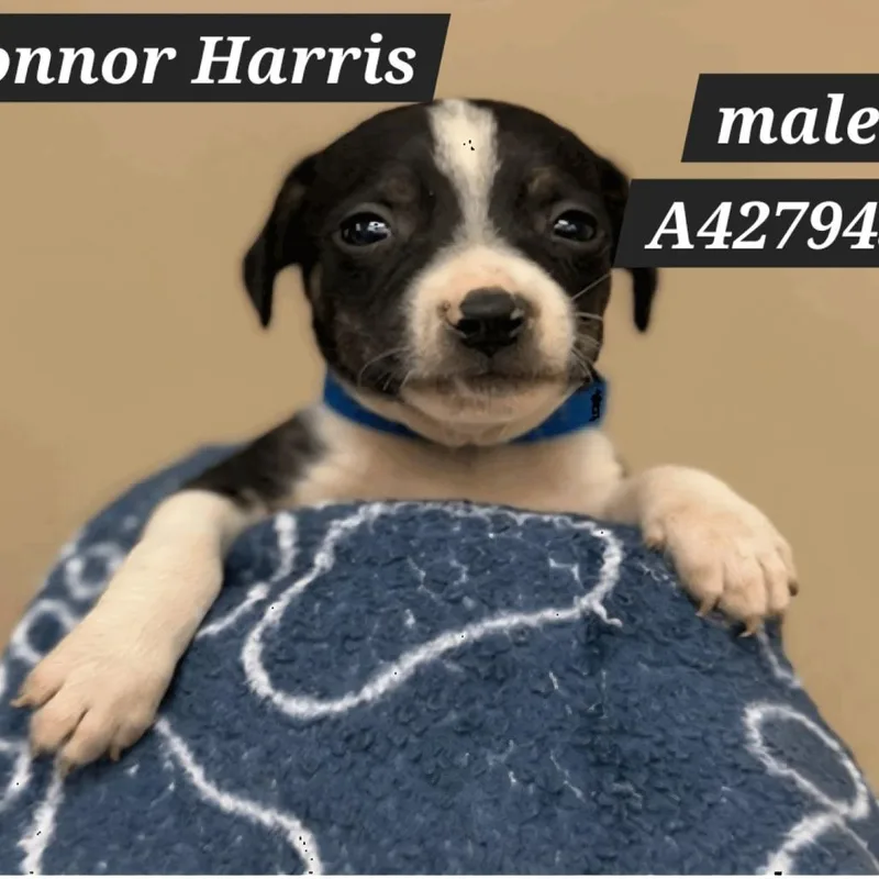 Connor Harris D thumbnail 4