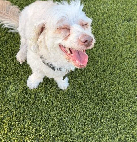 An adult small-sized male Yellow / Tan / Blond / Fawn Havanese dog named Cosmo for adoption in Henderson, NV