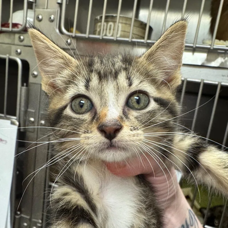 A baby small-sized female Brown / Chocolate Domestic Short Hair cat named School Bus for adoption in Pekin, IL
