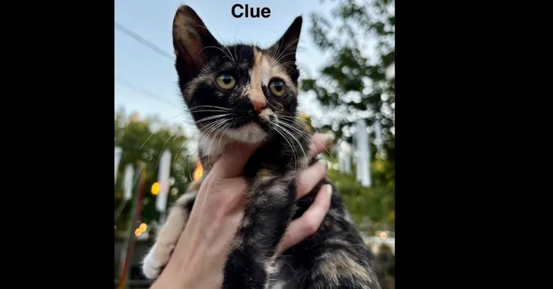 A baby small-sized female Domestic Short Hair cat named Clue for adoption in Groveland, MA