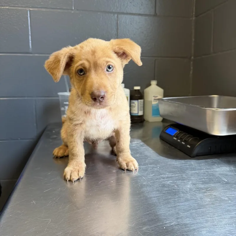 A baby small-sized male Yellow / Tan / Blond / Fawn Labrador Retriever dog named Levi for adoption in Tuscaloosa, AL
