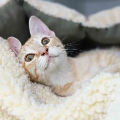 A baby small-sized female Cream / Ivory Domestic Short Hair cat named Shortcake for adoption in Atlanta, GA