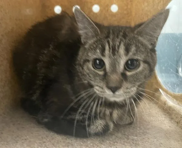 An adult medium-sized female Domestic Short Hair cat named Baisley for adoption in Ridgewood, NY