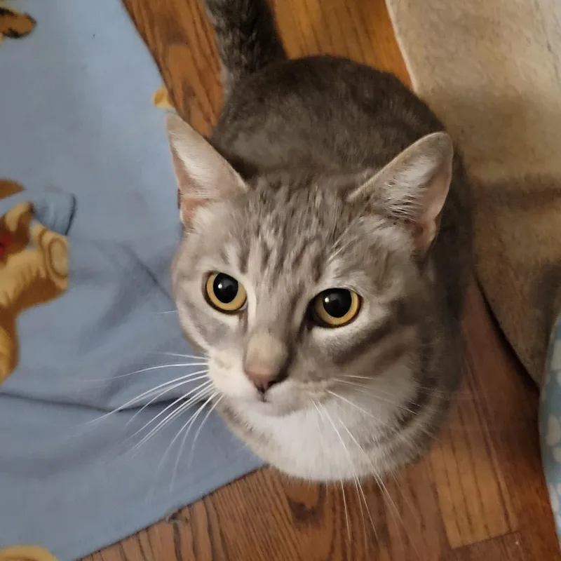 A young medium-sized female Brown / Chocolate Domestic Short Hair cat named Stilletos for adoption in Long Beach, CA