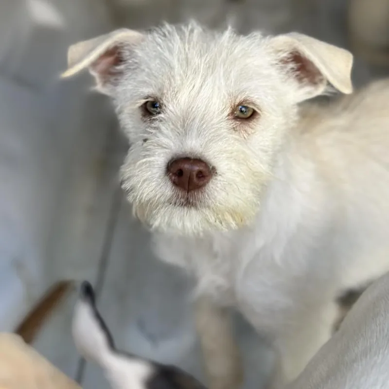 An adult medium-sized female White / Cream Terrier dog named Daisy for adoption in South Elgin, IL