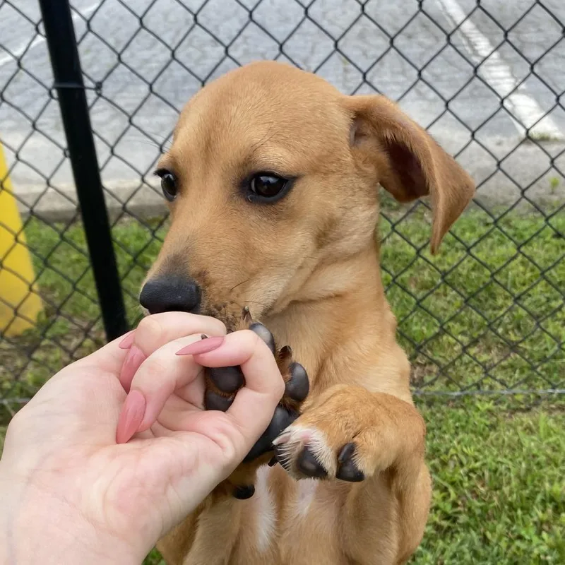 A baby small-sized female Brown / Chocolate Mixed Breed dog named Banana for adoption in Fletcher, NC