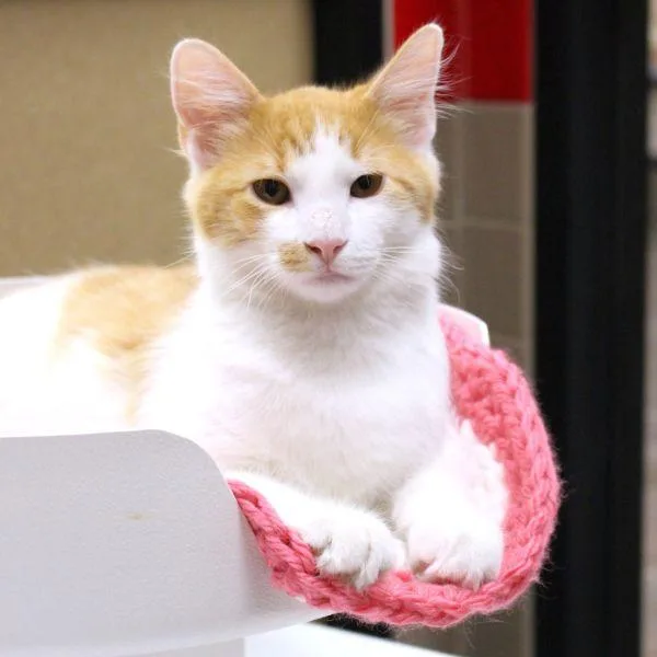 A baby small-sized male Domestic Long Hair cat named Chase for adoption in Des Moines, IA