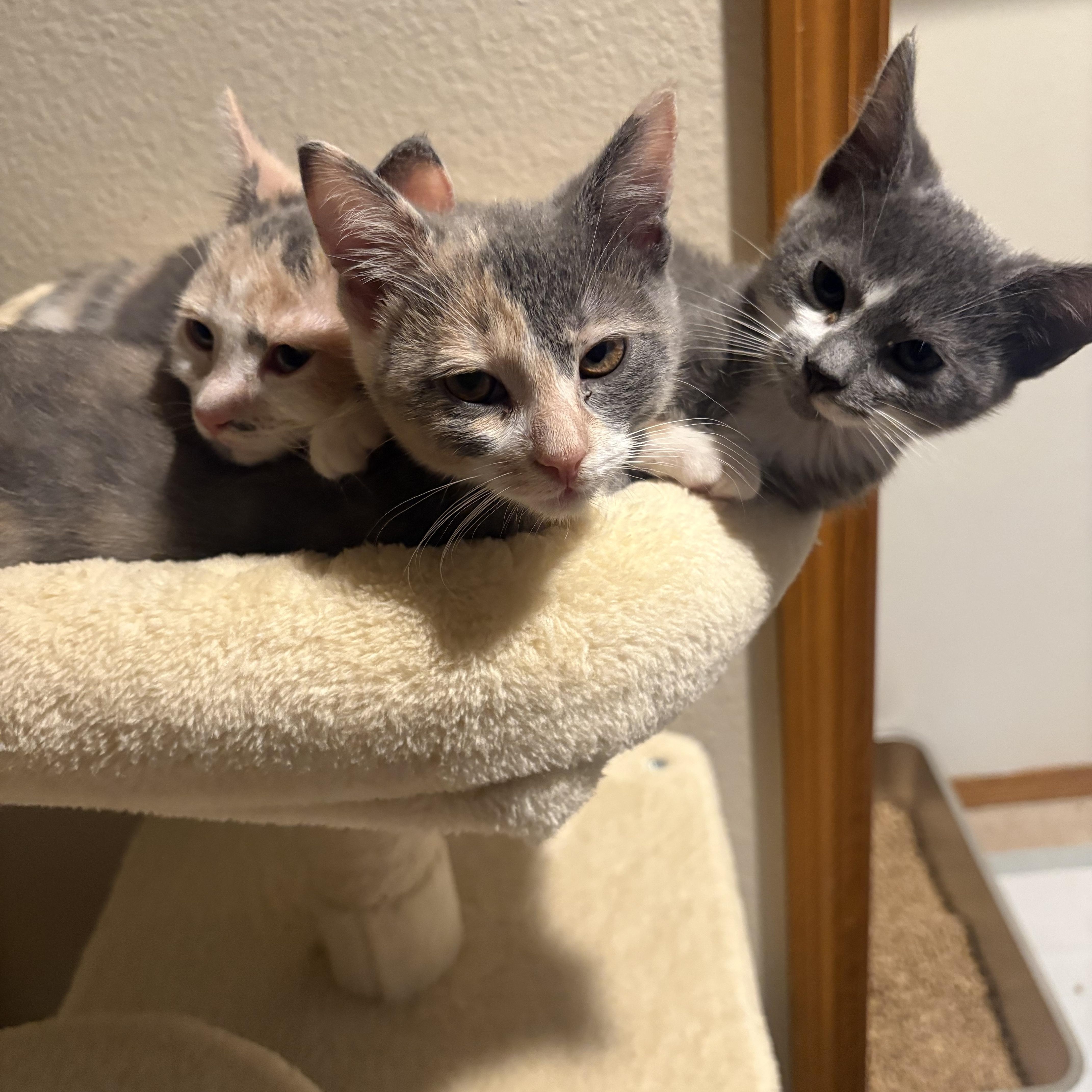 A baby medium-sized female Russian Blue cat named Violet for adoption in Woodinville, WA
