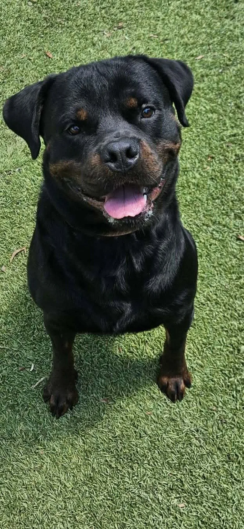 A young medium-sized male Rottweiler dog named Bane for adoption in Mooresville, NC