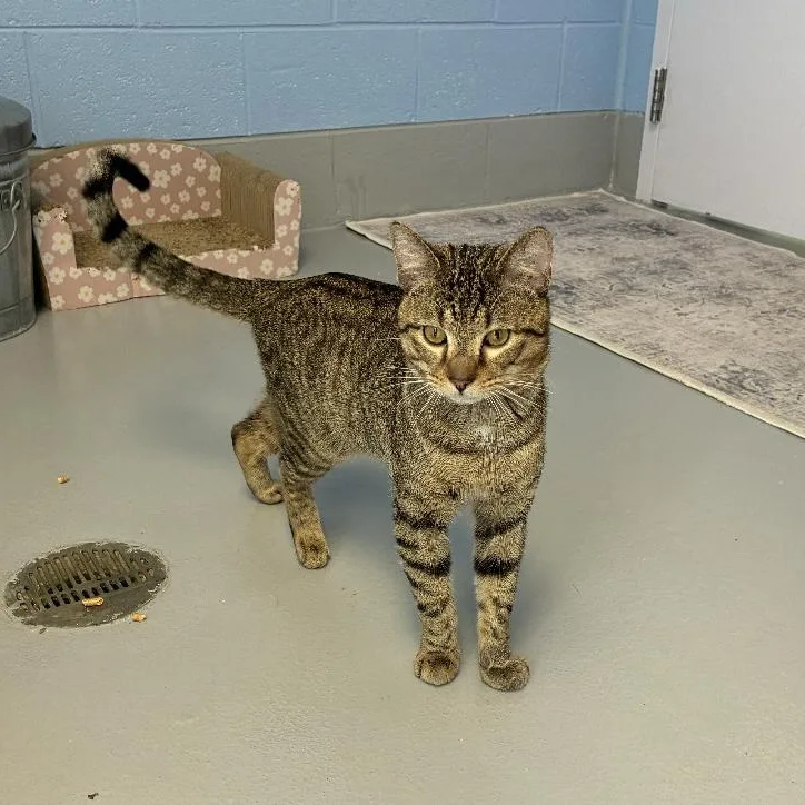 A young medium-sized male Tabby (Brown / Chocolate) Domestic Short Hair cat named Tahoe for adoption in Roanoke, VA