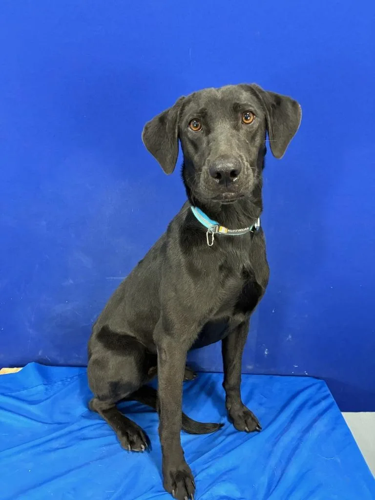 A young medium-sized female Mixed Breed dog named River for adoption in Ruston, LA