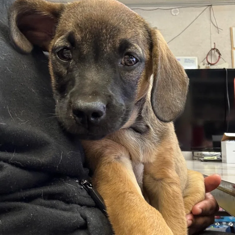 A young medium-sized female Hound dog named Lumi for adoption in Quakertown, PA