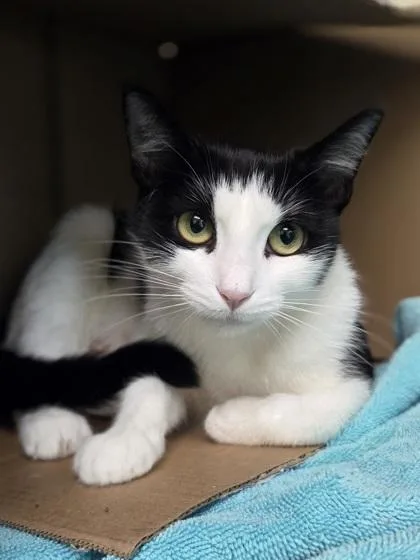 A young medium-sized female Domestic Short Hair cat named Ocean Water for adoption in Westland, MI