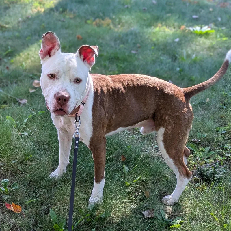 An adult medium-sized male White / Cream Mixed Breed dog named Bumper for adoption in Syracuse, NY